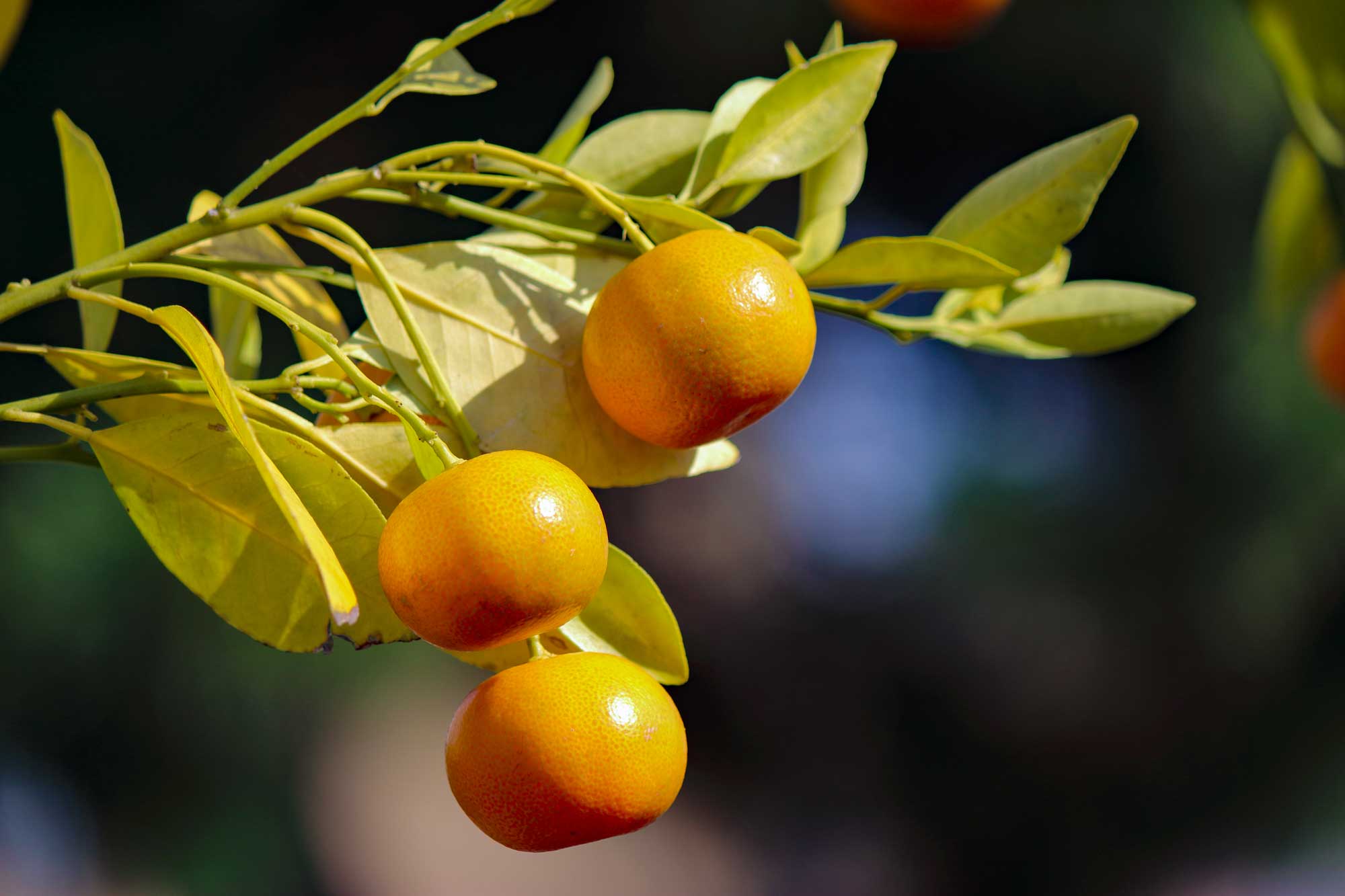 日本の柑橘史 その1 | 西宇和みかん | ブランドみかん
