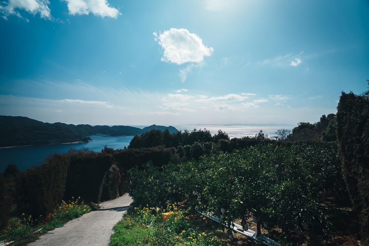 佐田岬半島の農園から見える海の風景