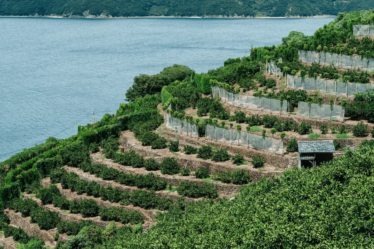 愛媛県西宇和のみかんの段々畑
