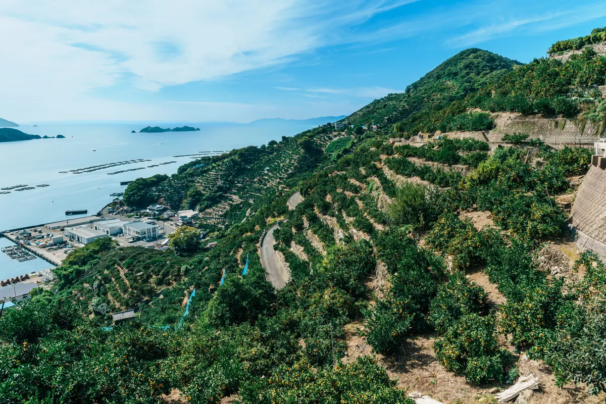 海に面した西宇和の恵まれた環境の農園
