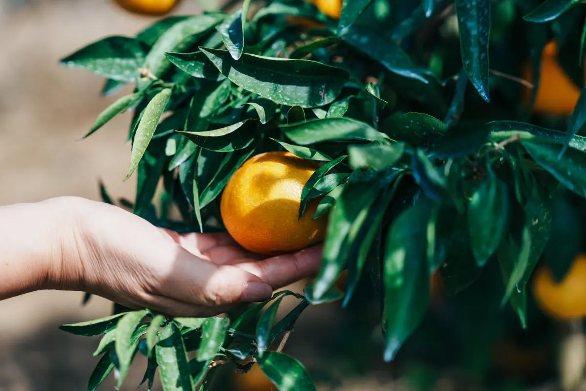 大きく成長した西宇和のみかん
