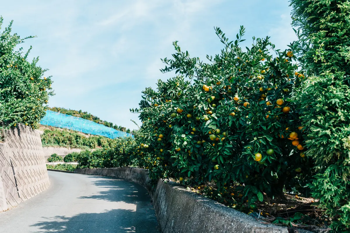 色づき具合の異なったさまざまなみかん

