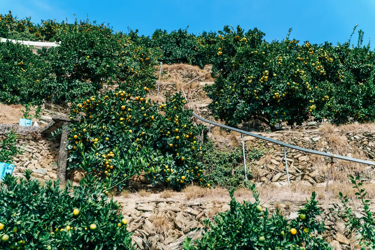 石垣の上にある西宇和のみかんの木

