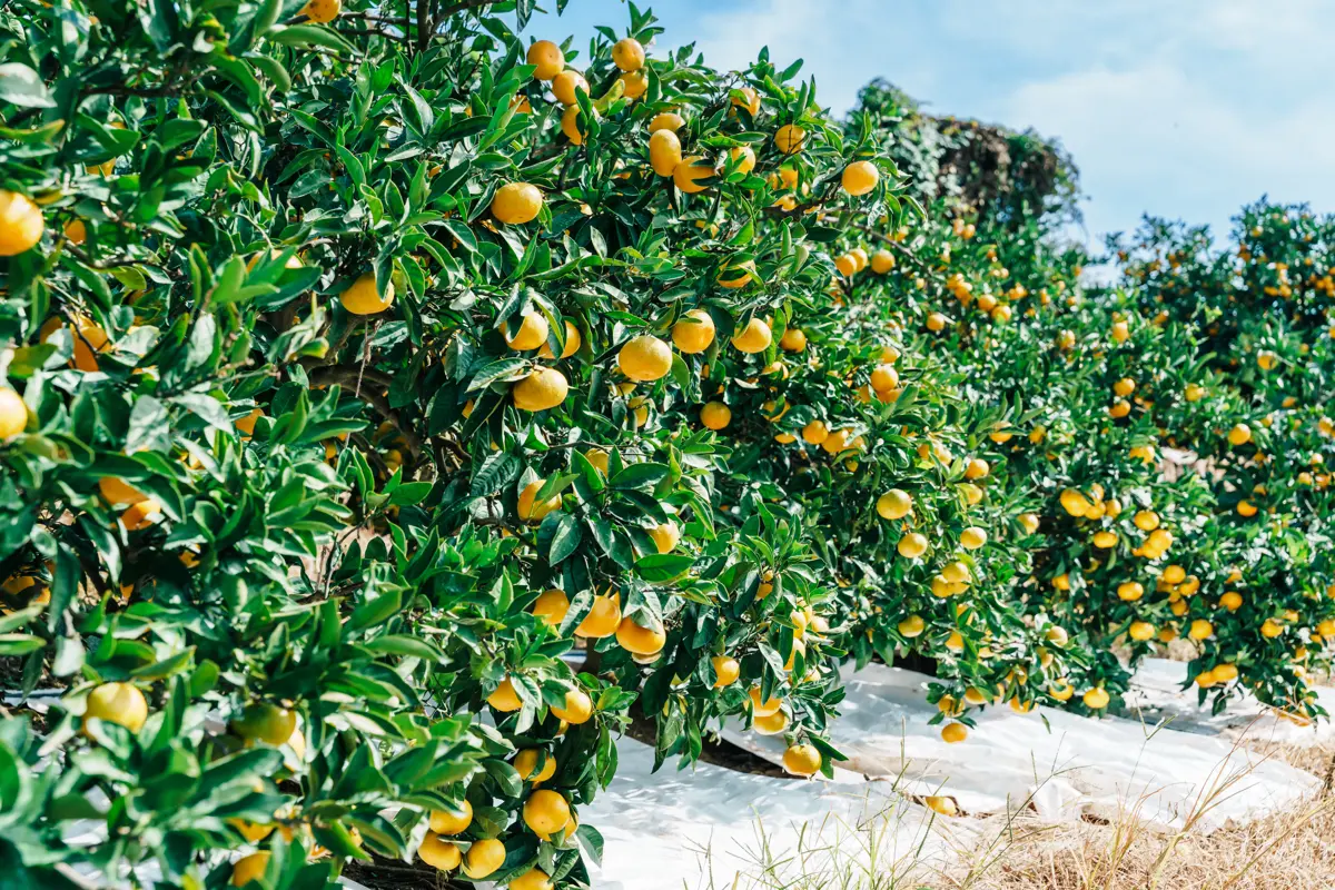シートが太陽を反射し、下からも光に当たる