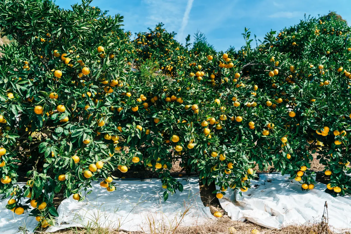 シートが敷かれたみかんの木