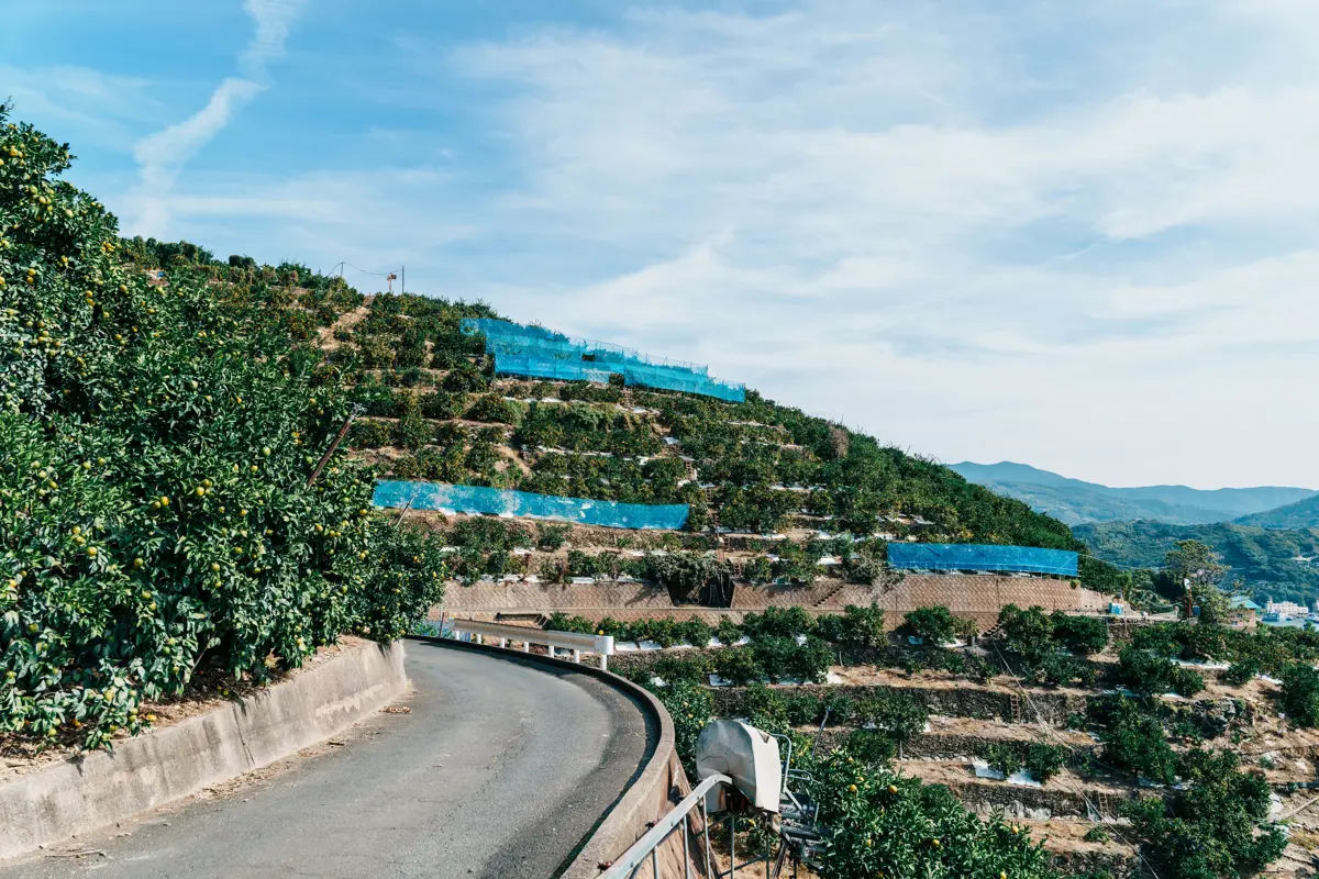 シートが敷かれたみかんの木