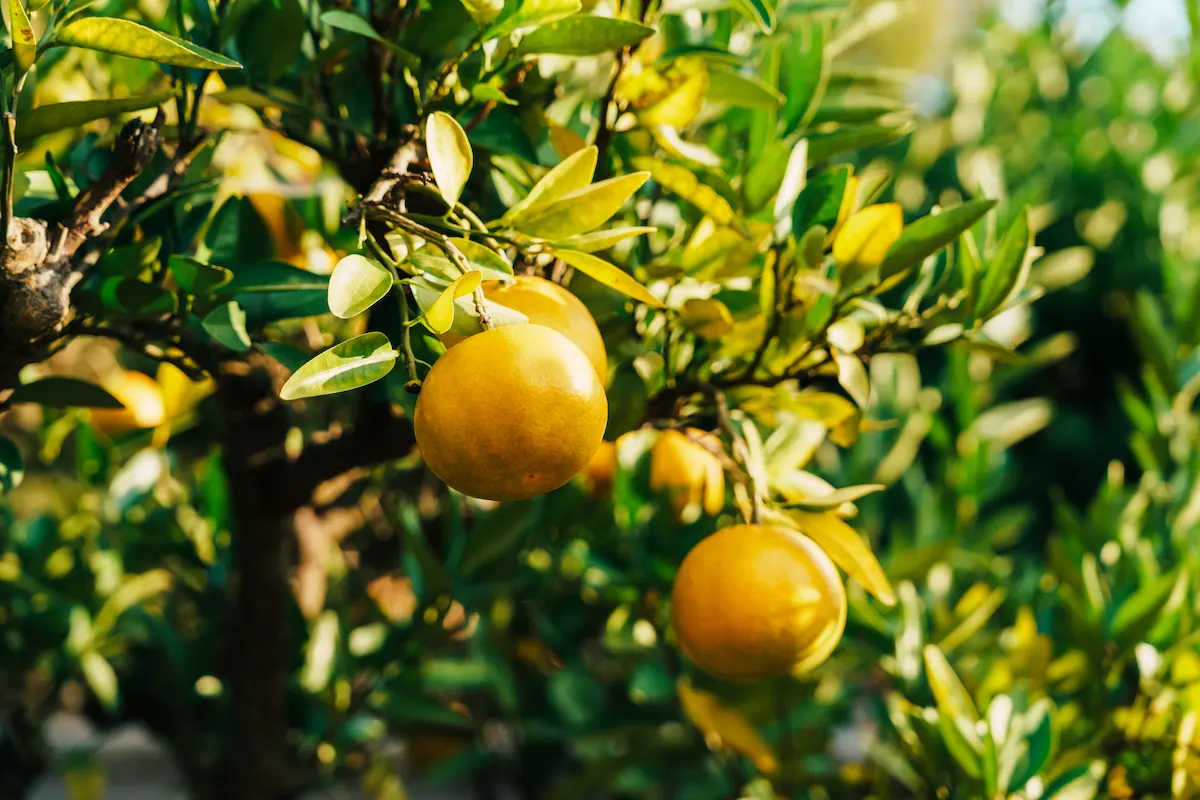 愛媛県の名産品「いよかん」