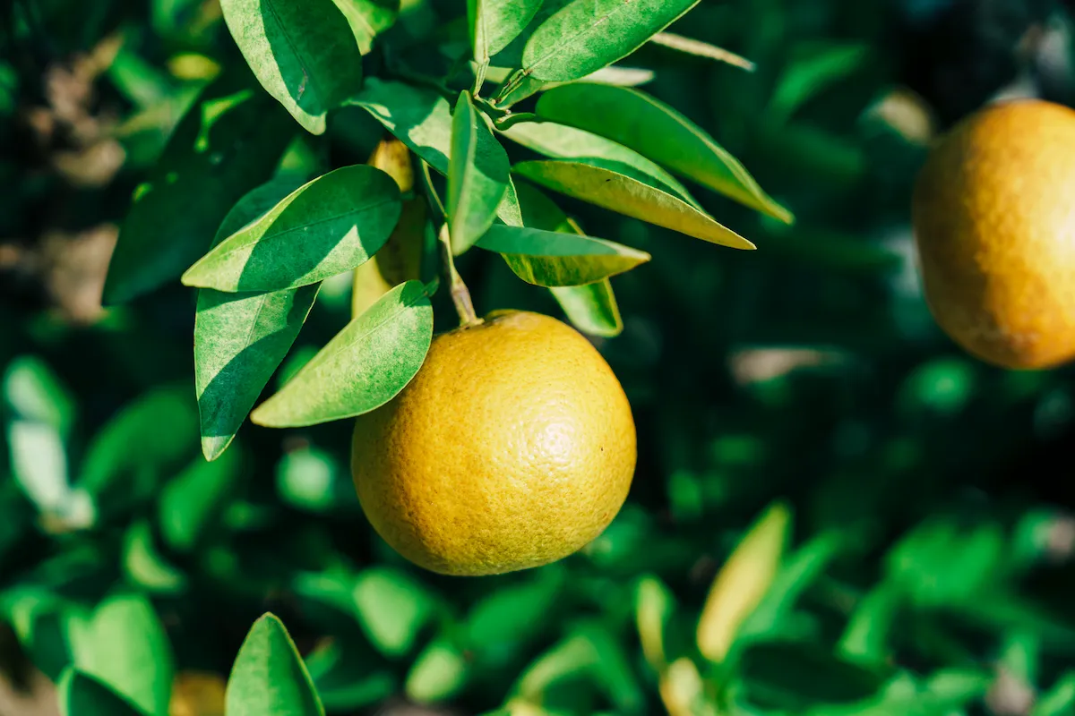 サイズが大きく成長しているいよかん