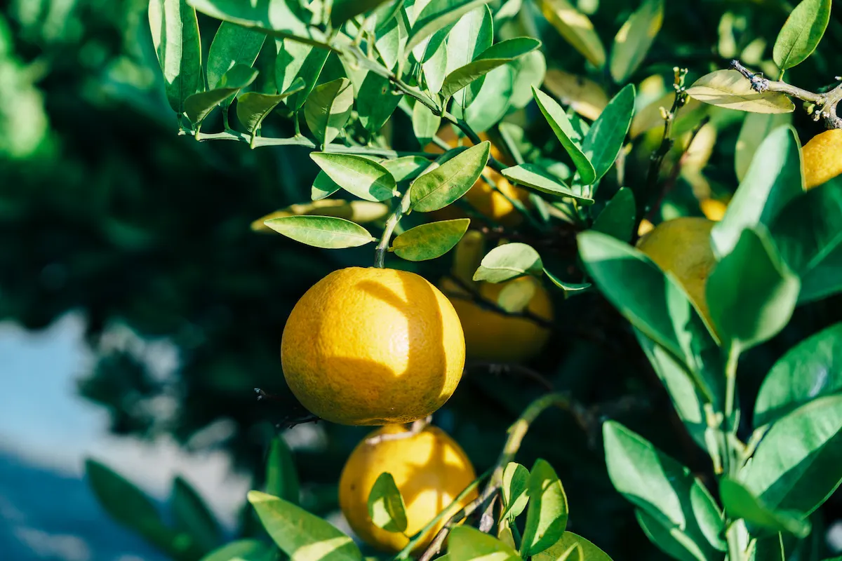 現在おいしく育っているいよかん