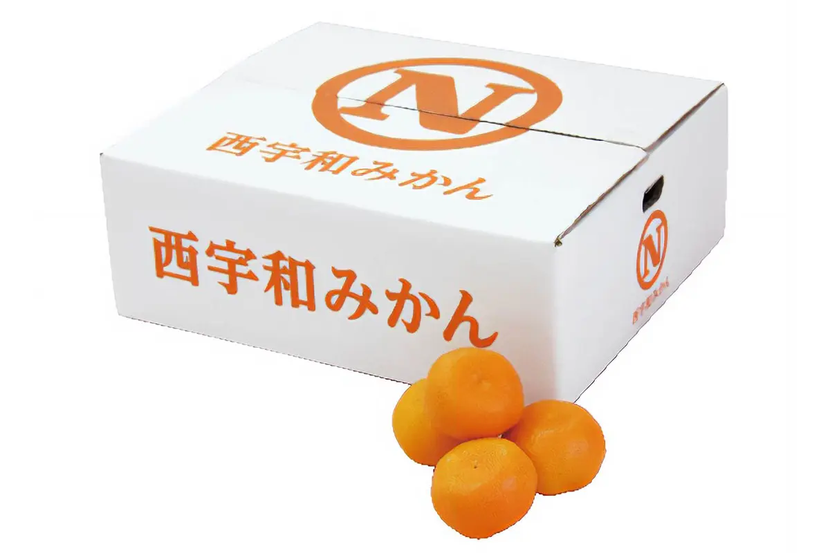 贈答用の西宇和みかん