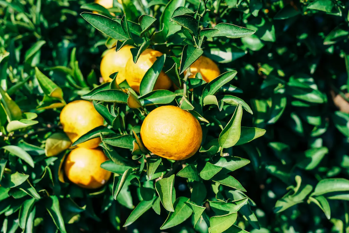 かんきつの大トロと称される「せとか」