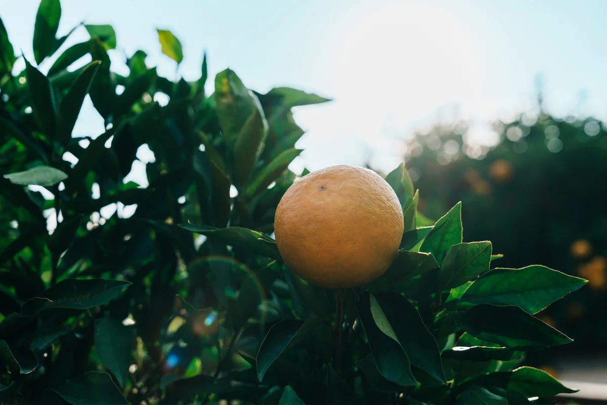 太陽に当たって成長をするせとか