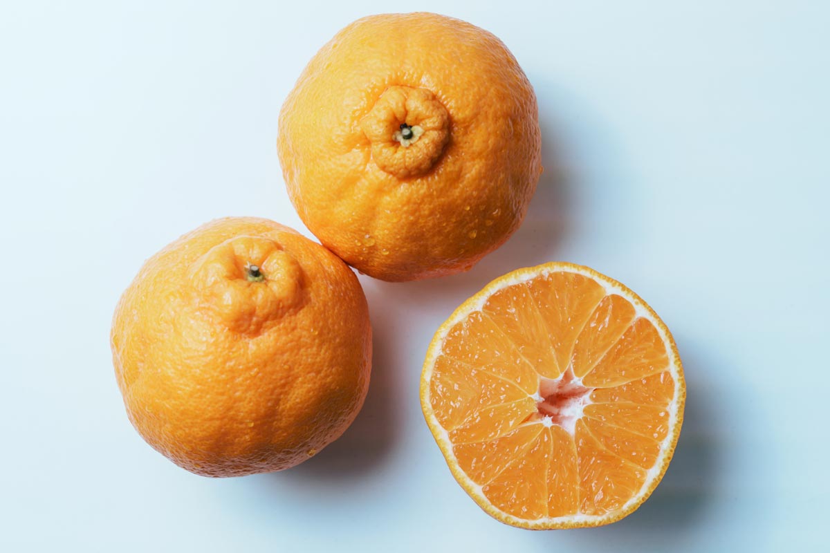 ユニークな形で贈り物にもぴったりなデコポン