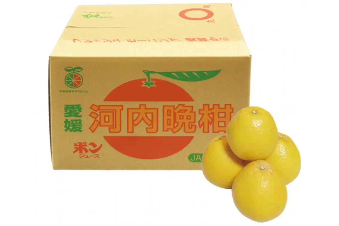 和製グレープフルーツと呼ばれる「河内晩柑」