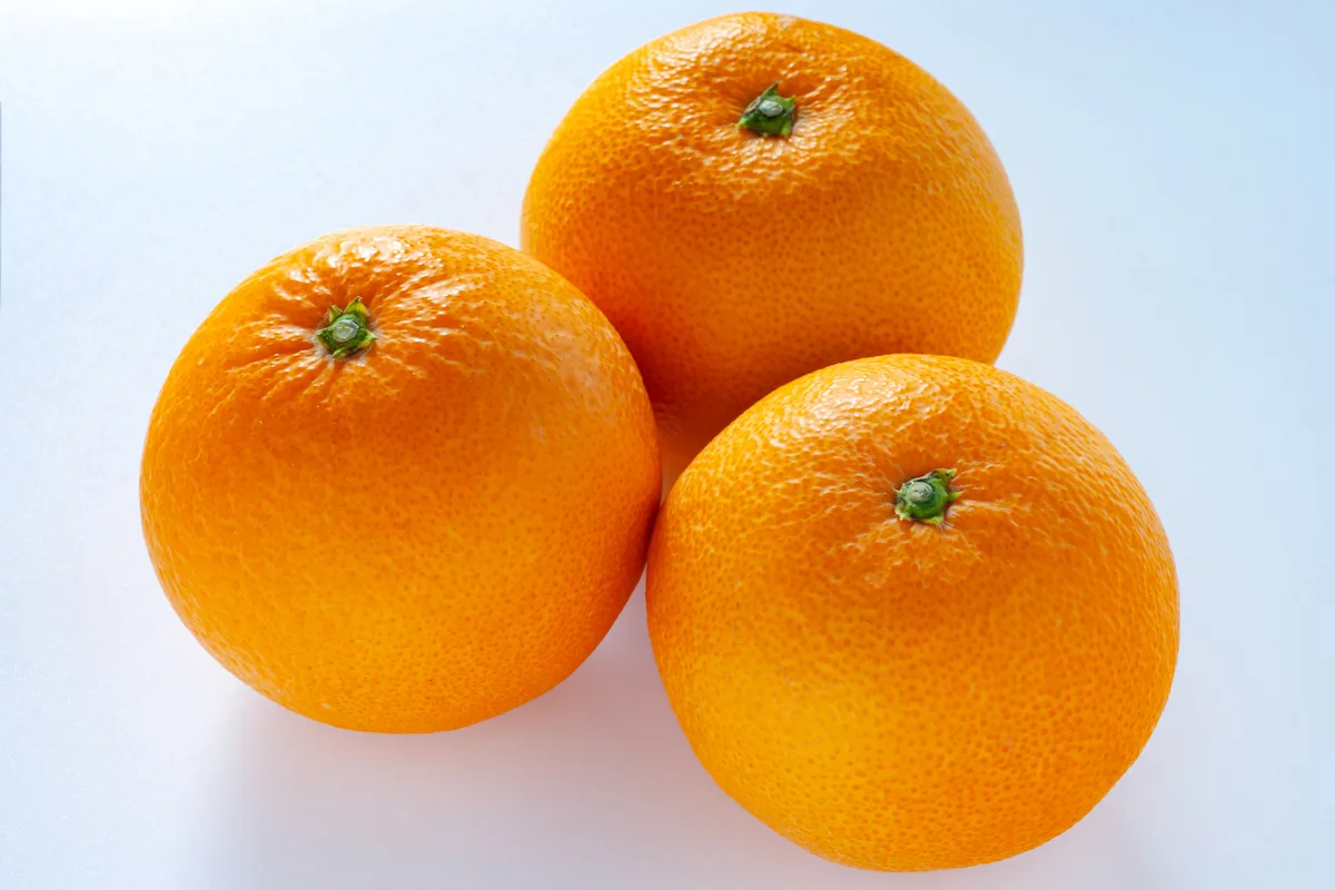 西宇和の名物かんきつ「清見タンゴール」