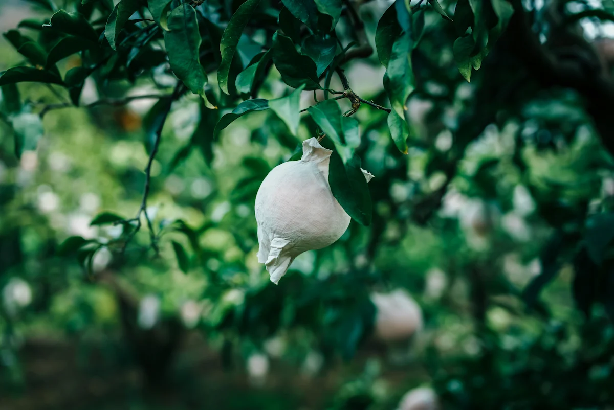 一つ一つに袋が掛けられた清見